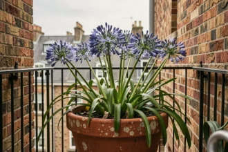 Agapanthes en fleurs dans un grand pot en terre cuite sur un balcon urbain étroit avec vue sur les toits