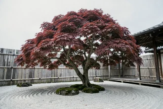 Érable japonais Acer palmatum aux feuilles pourpres dans un jardin zen avec gravier ratissé et pierres de mousse