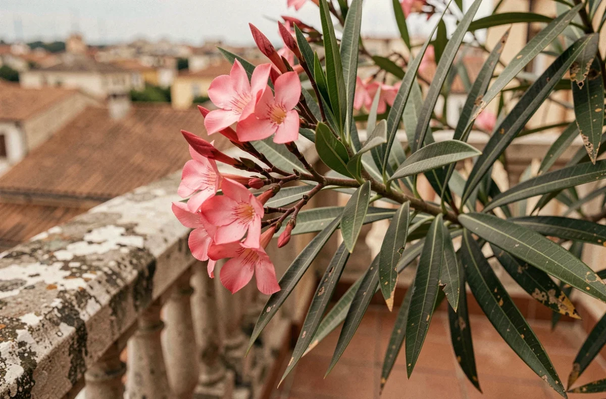 Gros plan sur les feuilles et fleurs d'un laurier rose stressé par la chaleur estivale sur un balcon urbain