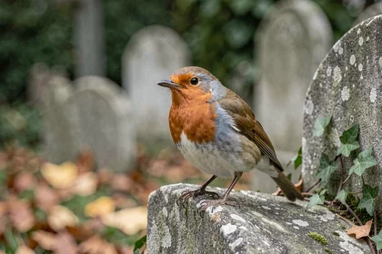Rouge-gorge posé sur une pierre tombale dans un cimetière, symbolisant le deuil et la présence spirituelle
